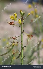 Image result for Cleomaceae