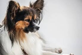 The company employs about 67,000 workers, of which half are in the u.s. 100 Smartest Dog Breeds The Guide To Dog Intelligence
