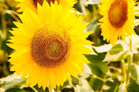 1.5 mawar dalam bahasa jepang. Fakta Seputar Musim Panas Di Jepang Apa Maknanya Bagi Orang Jepang