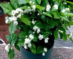 Aside from the sweet scent, valerian plants have been used for centuries to help with sleep problems including insomnia. Best Plants To Keep In Your Bedroom To Help You Sleep Home Gardeners