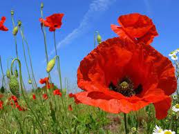 Monte Pollino Italia Flowers Poppy Flower August Birth Flower