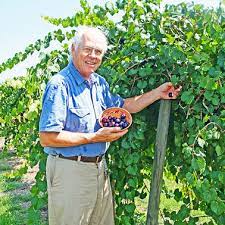 Jul 31, 2020 · though not true grapes, these fruits are edible and the taste is often compared to muscadine grapes. Alachua County Today Real Florida Grapes