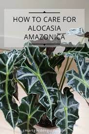 Alocasia Amazonica Care Guide Also Known As Alocasia Polly African Mask Plant And Elephant Ear Plant Read Al Plant Care Houseplant Elephant Ear Plant Plants