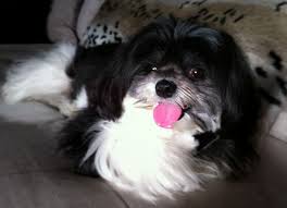 Black And White Maltese Pomeranian Mix Chanel Takes A Vacation Pom Dog Pomeranian Mix Lhasa Apso