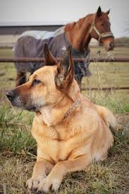 Check spelling or type a new query. Animal Cell Therapies What Is It And Why Should You Do It