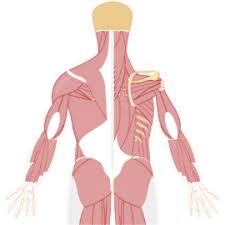 Muscular system > muscles that act on the back. Muscular System Human Anatomy Getbodysmart