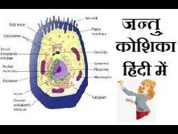 Read more about animal cell, functions and structure of animal. Animal Cell Structure And Function In Hindi à¤œà¤¨ à¤¤ à¤• à¤¶ à¤• à¤¹ à¤¦ à¤® Youtube