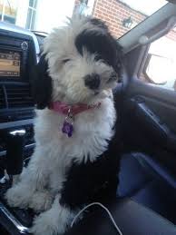 We raise our gorgeous mini sheepadoodle puppies in our home in colorado. World Equestrian Brand S Top Dog Eventing Nation Three Day Eventing News Results Videos And Commentary Sheepadoodle Cute Dogs Dogs