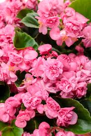 Image result for begonia semperflorens