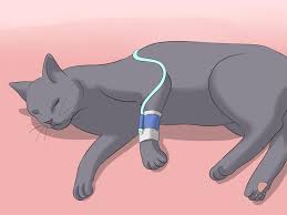 Maybe you would like to learn more about one of these? How To Diagnose Kidney Failure In Cats With Pictures Wikihow