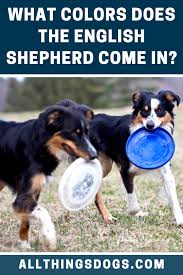 Dog Breeds With Black And Brown Fur There Are Various English Shepherd Colors Including Black Brown Sable Silver Pied And White Their Coat Can Be In Any Co English Shepherd Breeds Black Dog