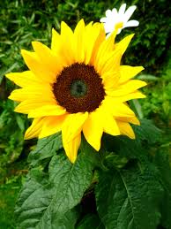 Selanjutnya bunga matahari, mahkota bunga umumnya berwarna kuning cerah. Gambar Alam Mekar Menanam Putih Bidang Daun Bunga Berkembang Hijau Botani Kuning Taman Flora Bunga Matahari Bunga Bunga Daun Daun Kegembiraan Akhir Musim Panas Bunga Margrit Tanaman Hias Tanaman Berbunga Hubungan Keluarga Daisy