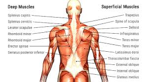 This becomes untrue if you build muscle through anabolic steroid use, which also has its own independent negative effects on the heart, hence why increasing muscle mass rapidly through non physiologic methods is unhealthy. Wind Tunnel Flying And Fitness Skydiving Blog By Augusto Bartelle