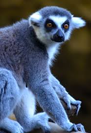 Lemur Amazing Creatures With Human Like Hands Hauskatze Tiere Katzen