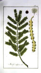 Image result for Acacia nilotica