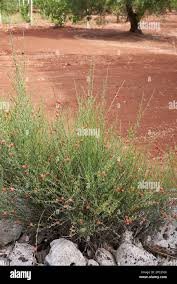 Image result for Osyris