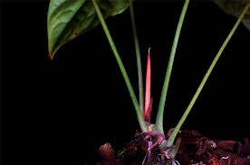 Image result for Cercestis congensis