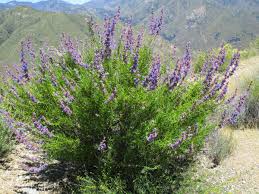 Image result for Cyanotis lanata