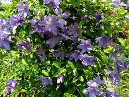 Clematis international'a göre yetiştirmesi en kolay ve en az hastalık kapan clematisler : Zielono Zakreceni Powojnik Clematis Blekitny Aniol 1 1