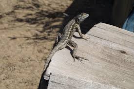 Suspect drags woman in california supermarket while trying to snatch purse: Lizards Cabrillo National Monument U S National Park Service
