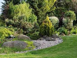 Instructional video on how to plant a conifer. How To Grow Conifers Saga