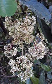 Image result for Ixora phellopus