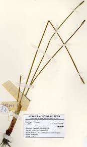 Image result for Eleocharis acutangula