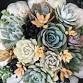 Living Succulent Pumpkin Arrangement event image