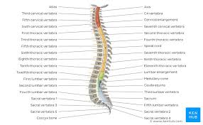 The back functions are many, such as to house and protect the spinal cord, hold the body and head upright, and adjust the movements of the upper and lower limbs. Vertebral Column Anatomy Vertebrae Joints Ligaments Kenhub