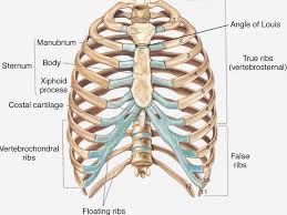 The epidermis is the outermost layer that provides a protective, waterproof seal over the body. Anatomy Chest Wall Anatomy Drawing Diagram