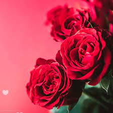 Download Happy Valentines Day Gif Images And Animations
