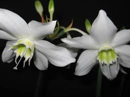 Amazon lily bulbs for sase. Eucharis Grandiflora Amazon Lily 1 Or 2 Bulbs Gardino Nursery