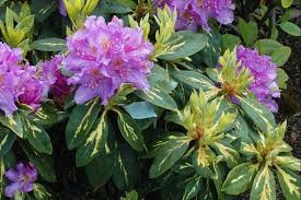 Rhododendron Goldflimmer Purple Blooms Variegated Leaves Will Grow To Four Feet Hardy To 10 F 5 Container Size Pla Plants Season Plants Rhododendron
