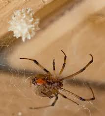 Deadly red spiders are spiders found in several locations in runescape, especially in the wilderness, varrock sewers, and karamja. Brown Widow Spider Latrodectus Geometricus Desertusa