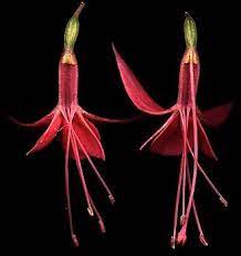 Fuschia Flower Dissection Fuschia Vascular Plant Flowers