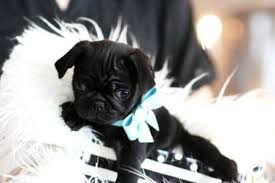Pug Puppies For Sale In South Florida Pug Puppies For Sale Pug Puppies Baby Pugs