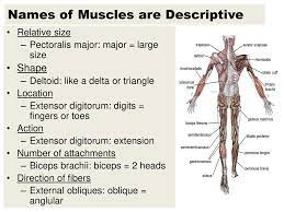 In order to create musculoskeletal models that can be scalable to different subject specificities the calculation of the exact locations of muscle by knowing from the cadaver data the measured location of the muscles' attachment lines it is possible to assess the quality of the estimated ones. Names Of Muscles Are Descriptive Ppt Download
