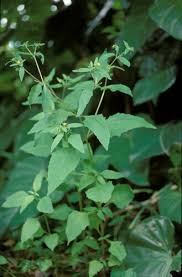 Image result for Sigesbeckia