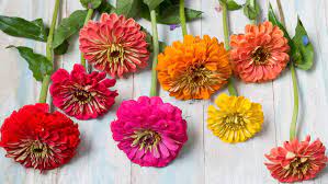 It's best to cut the flowers in the morning when it's still cool rather than. The Best Flowers And Foliage For A Cutting Garden Home The Sunday Times