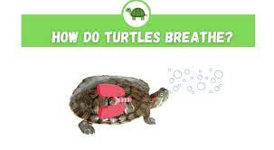 How Do Turtles Breathe Turtleholic