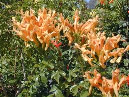 Image result for Tecoma capensis