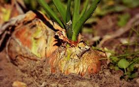 Arbre Qui Pousse Vite Notre Top 10 Des Arbres A Croissance Rapide Arbre Qui Pousse Vite Compagnonnage Vegetal Potager