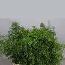 Image result for A. densiflorus Sprengeri