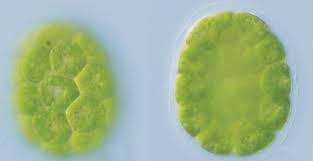 Image result for Polysphaeria harrisii