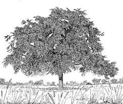 Image result for Ziziphus abyssinica