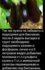 чем подкормить томаты во время цветения и завязывания плодов 955 Pinterest V 2020 G Vyrashivanie Baklazhanov Ovoshnoj Ogorod Ogorod
