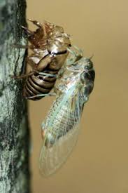 Bald werden milliarden von zikaden im nordosten der usa aus dem boden schlüpfen und nervtötenden lärm erzeugen. Zikaden Wanzen Im Garten Periodische Zikade Emergenz Und Steuerung Haenselblatt Com