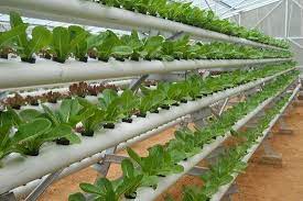 Simak Pengenalan Sistem Hidroponik Paling Lengkap Http Slosa Blogspot Com 2016 04 Pengenalan Sistem Hidroponik Berkebun Hidroponik Hidroponik Taman Botol