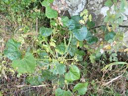 Image result for Rhoicissus tomentosa