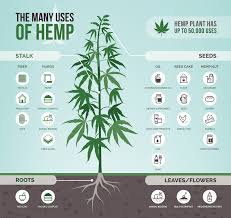 hemp 101 everything you need to know cbd origin medium